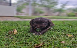 Cocker Spaniel dogs for sale: KC registered cocker spaniels - Image 25