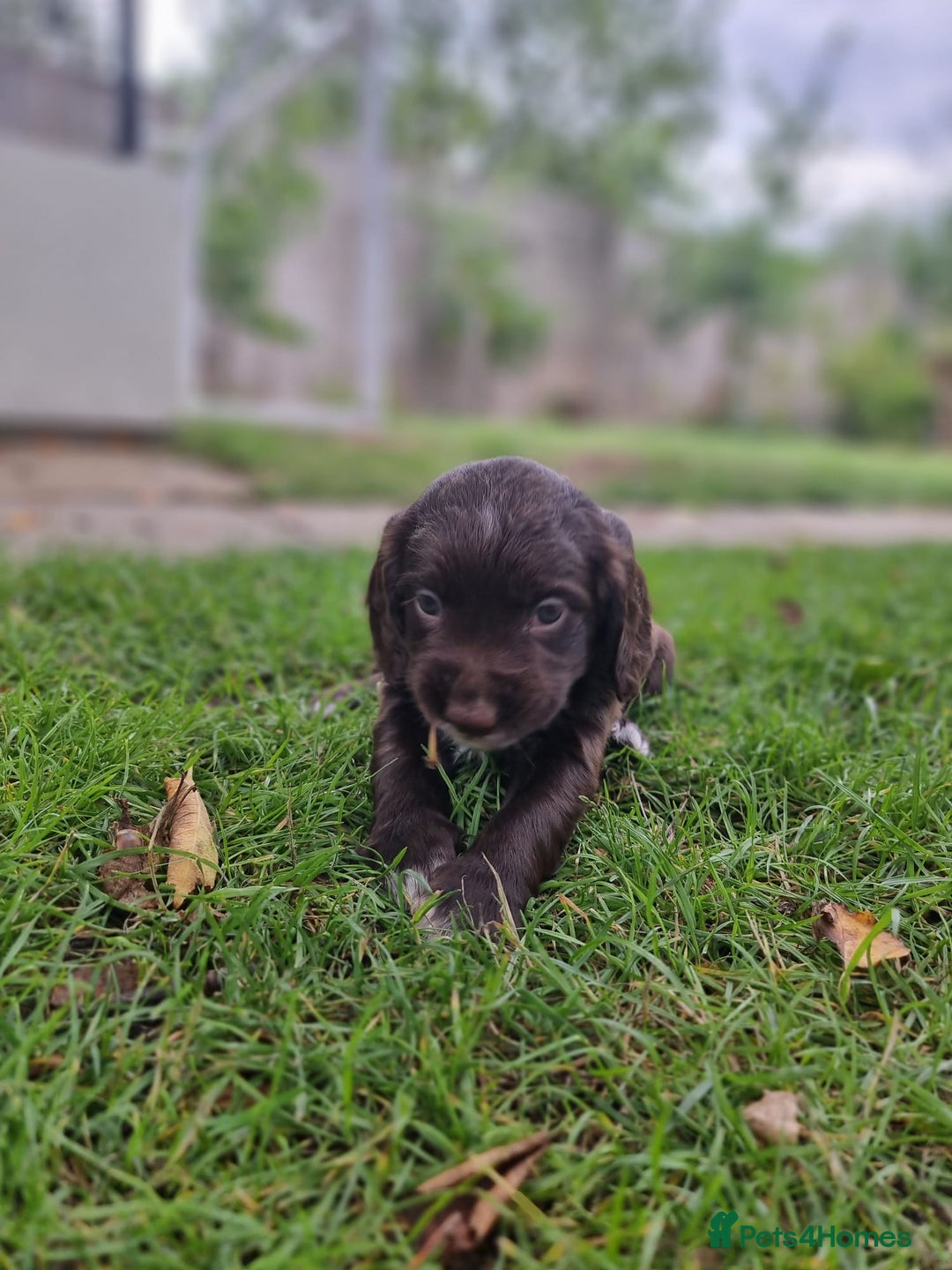 Cocker Spaniel dogs for sale: KC registered cocker spaniels - Image 25