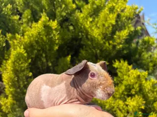 Guinea Pig rodents 8 skinny pigs for sale 🩵boys - Advert 2