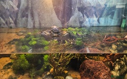 Turtle reptiles for sale: 2 musk turtles  - Image 8