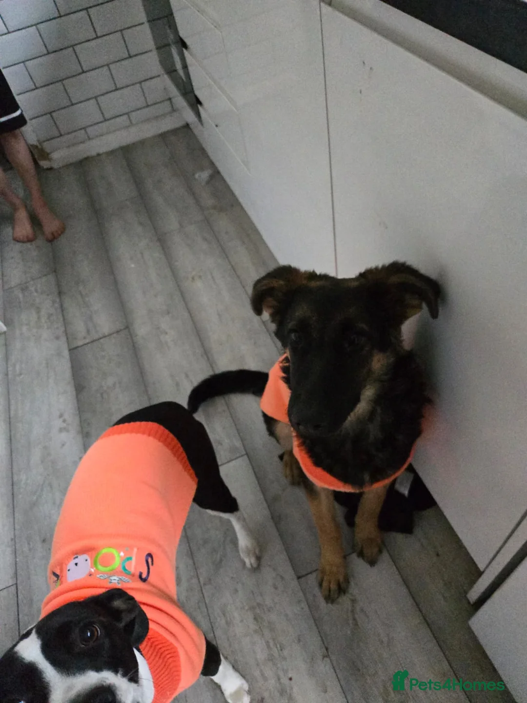 Mixed Breed dogs for sale: 8 month old Shepadoodle - Advert 2