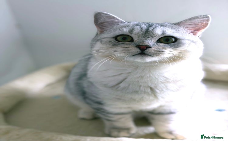 British Shorthair cats - Advert 3
