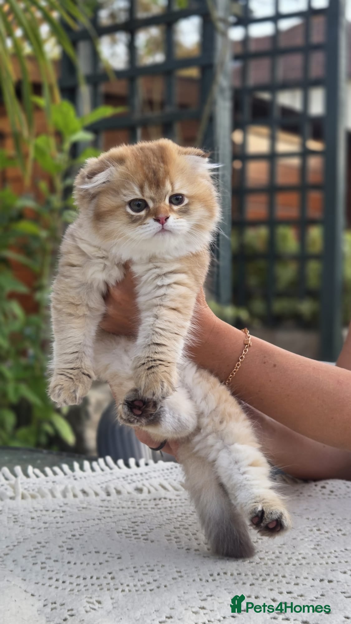 Scottish Fold cats Ready to leave Scottish Fold/Straight kittens ❤️  - Advert 2