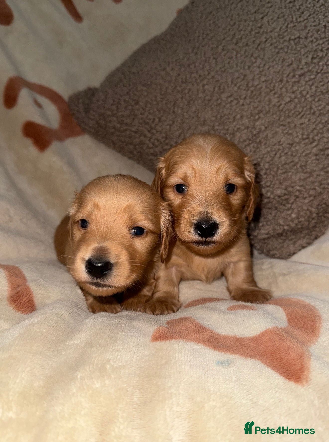 Miniature Dachshund dogs Stunning Longhaired Dachshund Puppies - Advert 5