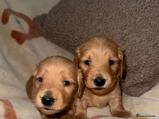 Miniature Dachshund dogs Stunning Longhaired Dachshund Puppies - Advert 9