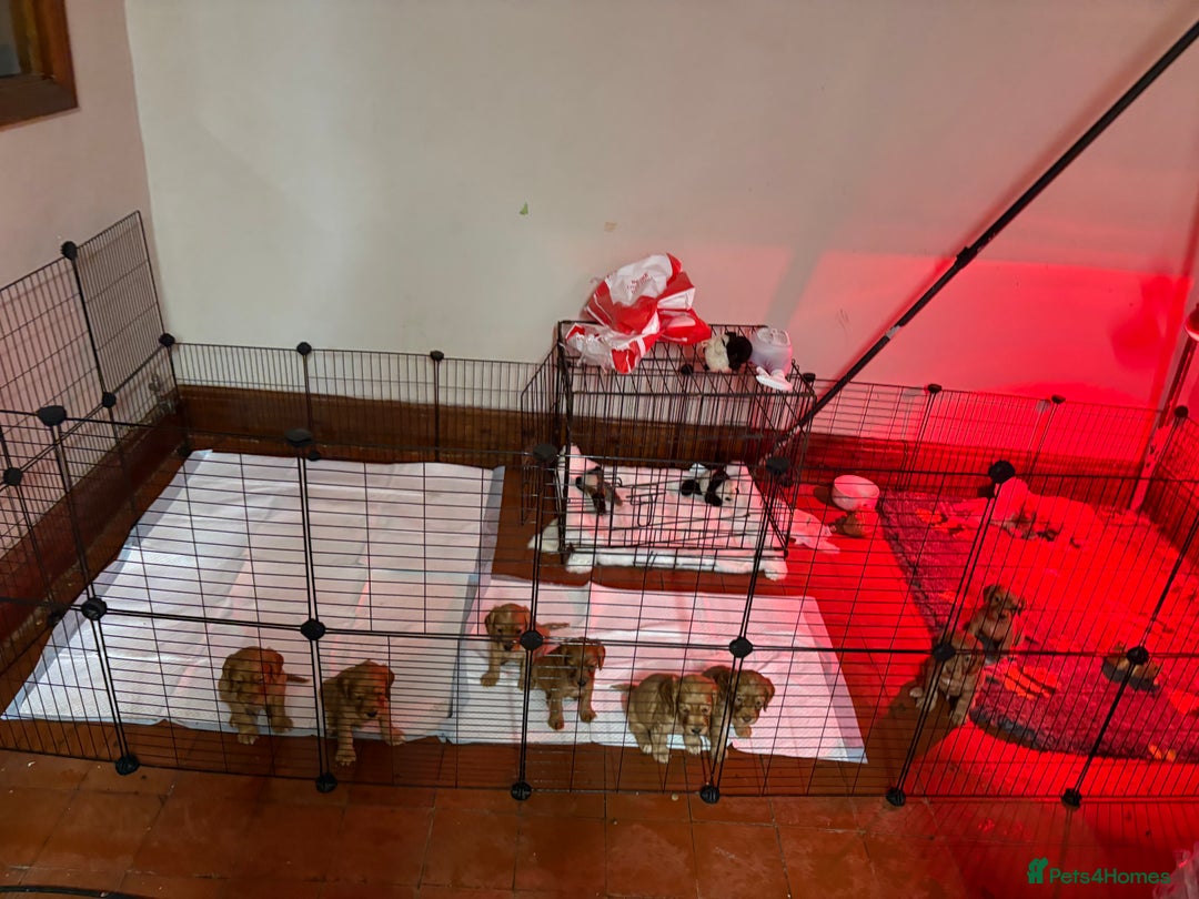 Cocker Spaniel dogs for sale: Golden Cocker spaniel puppies working bred  - Advert 18