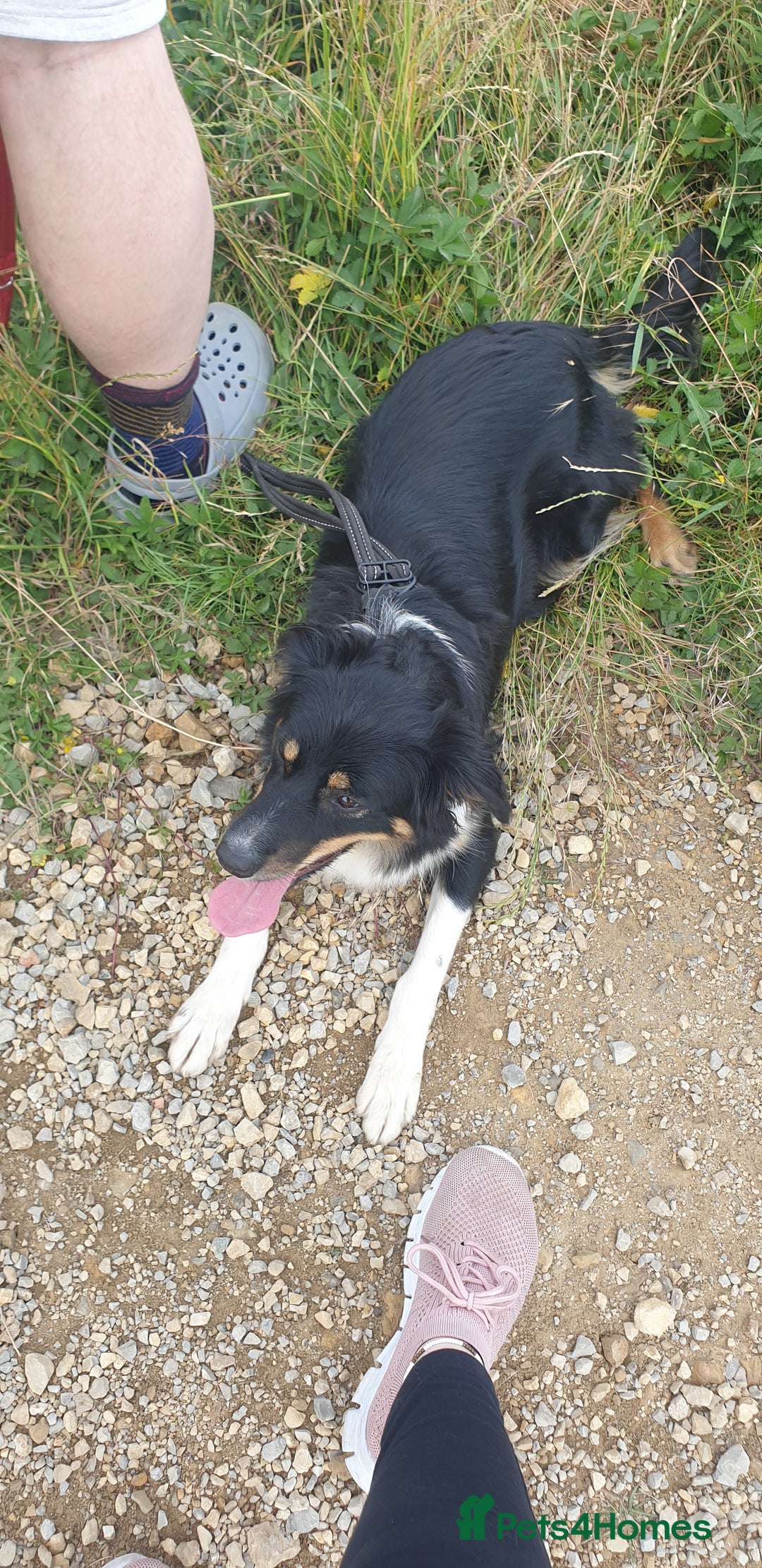 Border Collie dogs for sale: Male and female looking for loving home - Advert 13