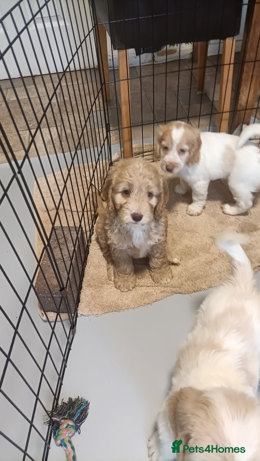 Cockapoo dogs for sale: Cockapoo F1B - Image 13