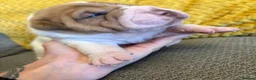 Mixed Breed dogs for sale: Stunning litter of Bull Peis  - Advert 4