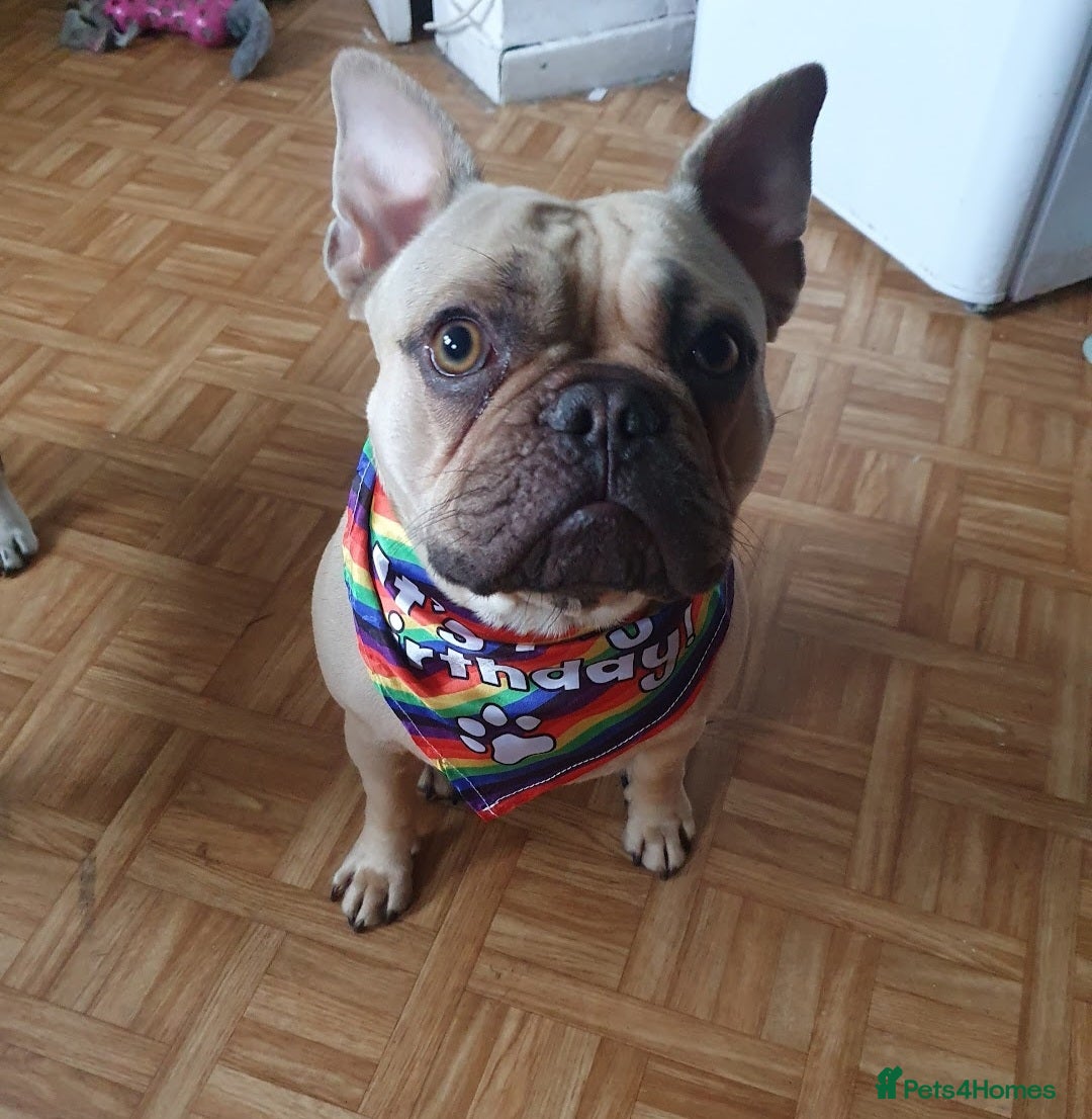 French Bulldog dogs for sale: 5year old Frenchbulldog - Image 1