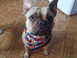 French Bulldog dogs for sale - Advert 1