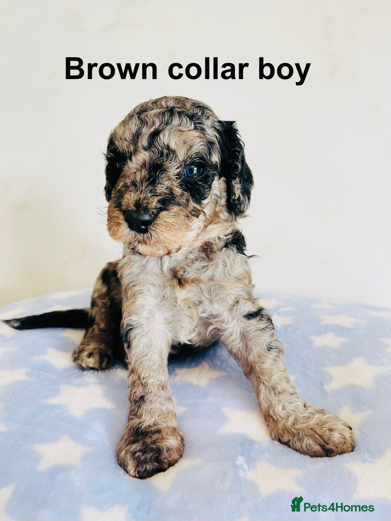 Cockapoo dogs Stunning DNA/Health tested tri colour Cockapoo - Advert 2