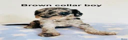 Cockapoo dogs for sale: Stunningly unique health/DNA tested Cockapoos  - Advert 9