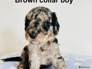 Cockapoo dogs Stunning DNA/Health tested tri colour Cockapoo - Advert 2