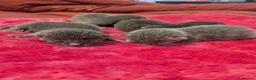 Russian Blue cats for sale: Male and female Russian blue kittens  - Advert 10
