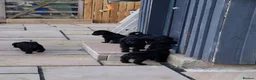 Schnoodle dogs for sale: schnoodle  - Advert 10