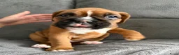 Boxer dogs for sale: Gorgeous classic boxers  in Newcastle - Advert 14
