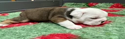 English Bulldog dogs for sale: Stunning litter of kc reg English bulldog puppies  - Advert 11