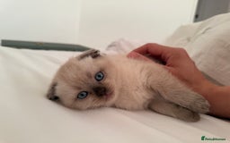 Scottish Fold cats for sale: Half Scottish half British short hair  in London - Image 37