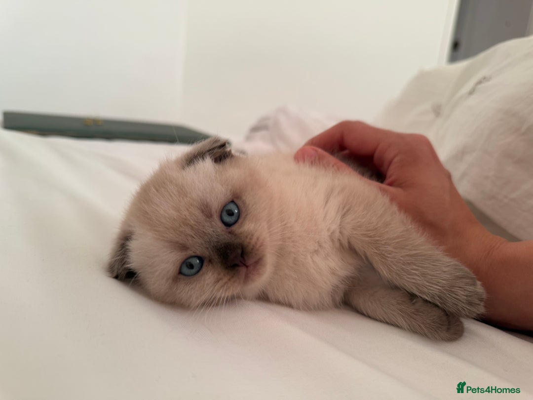 Scottish Fold cats for sale: Half Scottish half British short hair  in London - Image 37