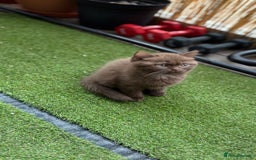 British Shorthair cats for sale: 🍫 Two Chocolate Girls British Shorthair Kittens🤎 - Image 12