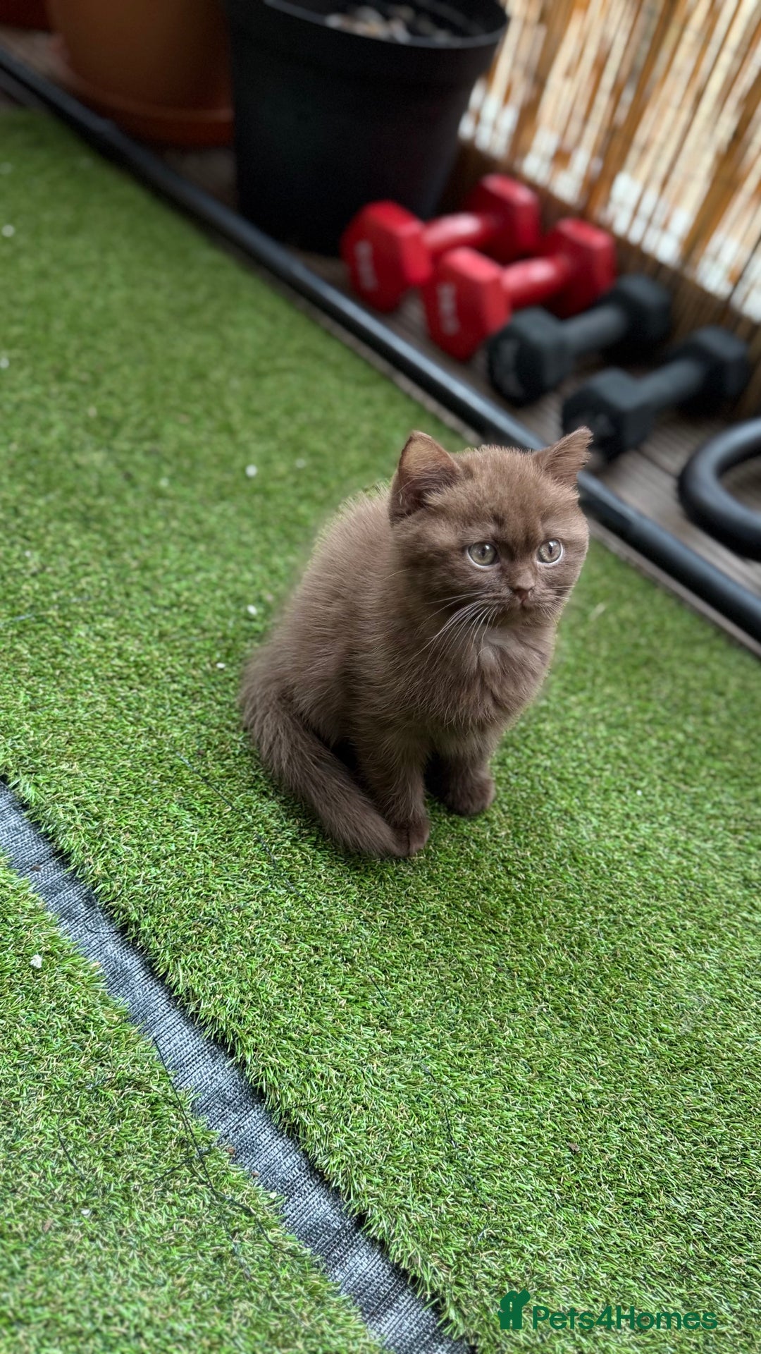 British Shorthair cats for sale: 🍫 Two Chocolate Girls British Shorthair Kittens🤎 - Image 12