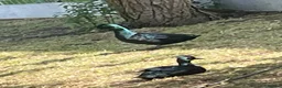 Ducks poultry for sale: Bantam pair of Black East Indian ducks - Advert 8