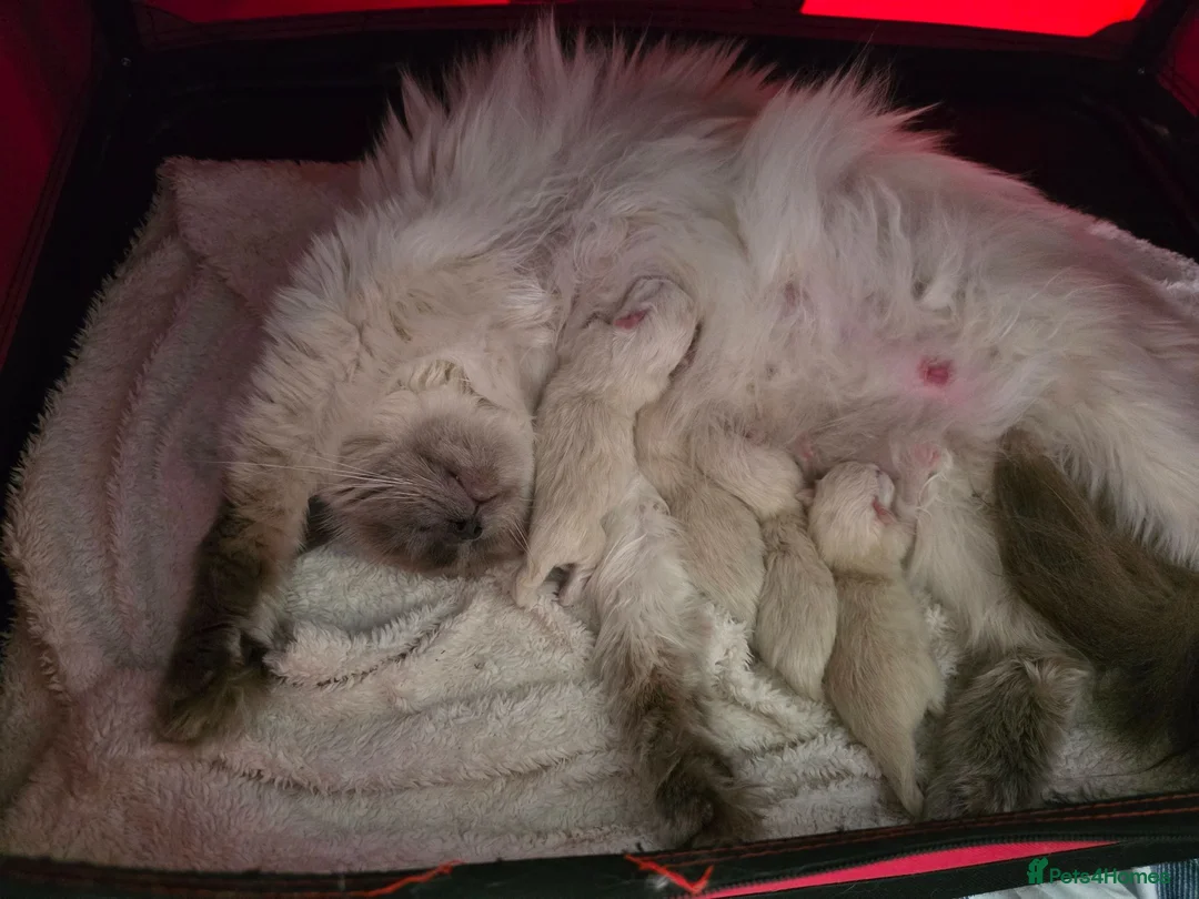 Ragdoll cats for sale: GCCF REGISTERED RAGDOLL KITTENS - Advert 7