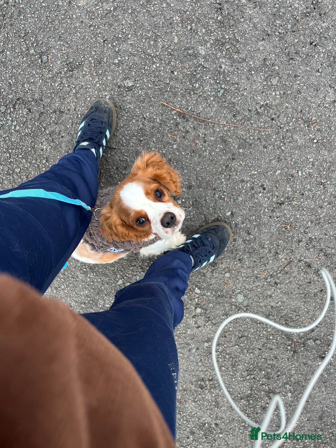 Cavalier King Charles Spaniel dogs for sale: Male cavalier King Charles spaniel puppy - Advert 3