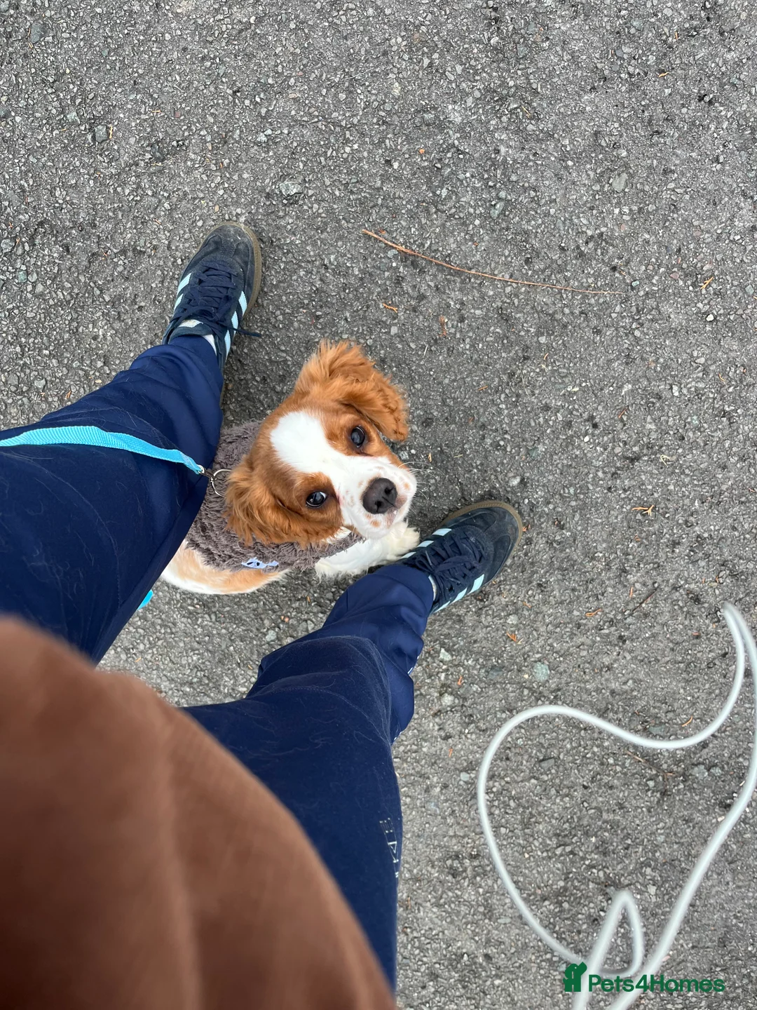 Cavalier King Charles Spaniel dogs for sale: Male cavalier King Charles spaniel puppy - Advert 3