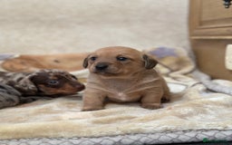 Dachshund dogs for sale: PUPPIES FOR SALE!!  - Image 3