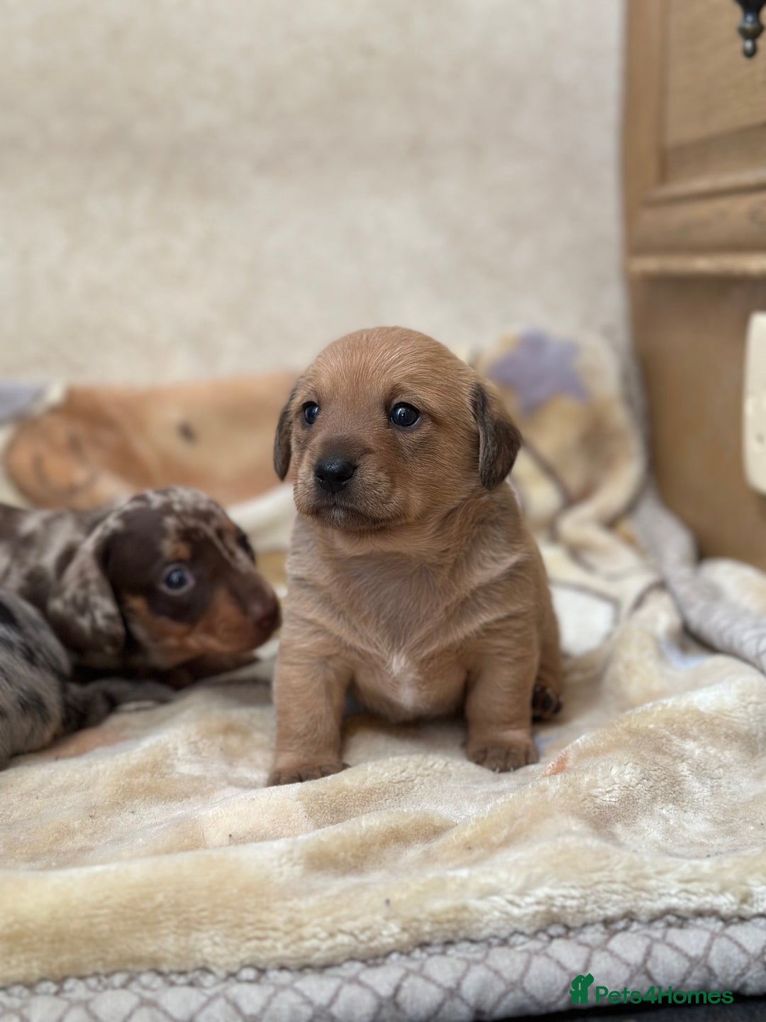 Dachshund dogs for sale: PUPPIES FOR SALE!!  - Image 3