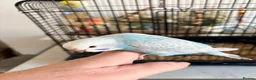 Budgerigars birds for sale: Beautiful baby budgies - Advert 2