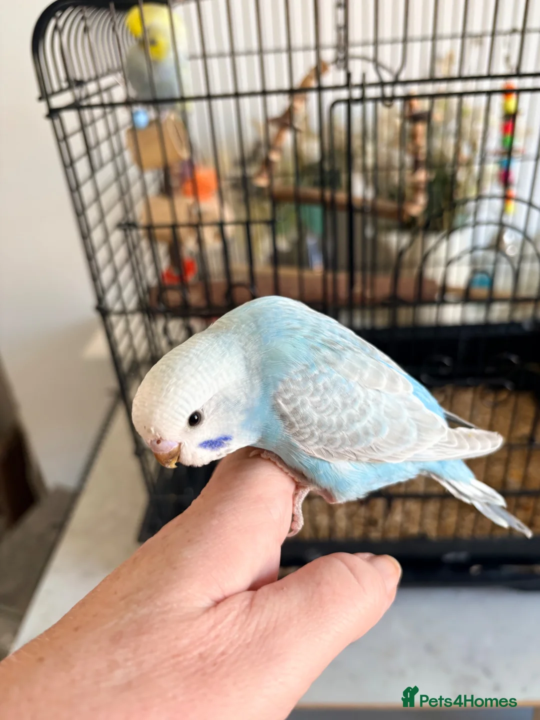Budgerigars birds for sale: Beautiful baby budgies - Advert 2