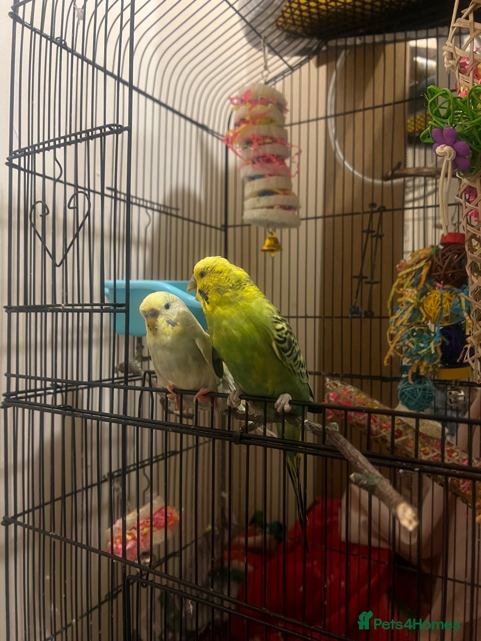 Budgerigars birds Two male bonded budgies  - Advert 1
