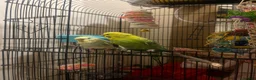 Budgerigars birds for sale: Two male bonded budgies  - Advert 1