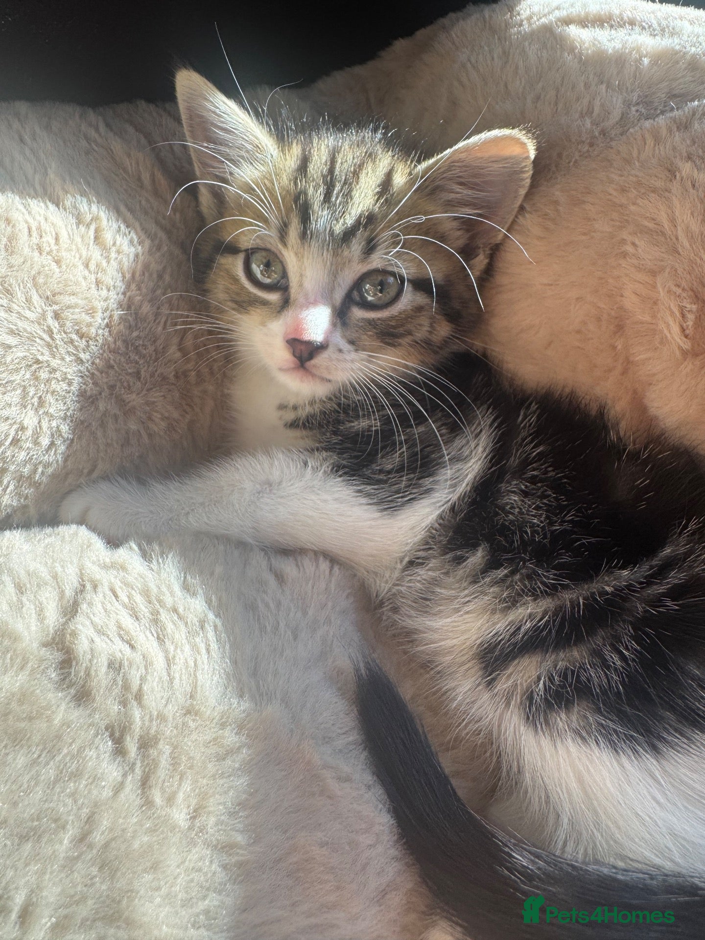 Mixed Breed cats 🐾 Loving Home Wanted for Rescued Kitten 🐾 - Advert 1
