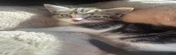 Mixed Breed cats for sale: 🐾 Loving Home Wanted for Rescued Kitten 🐾 - Advert 1