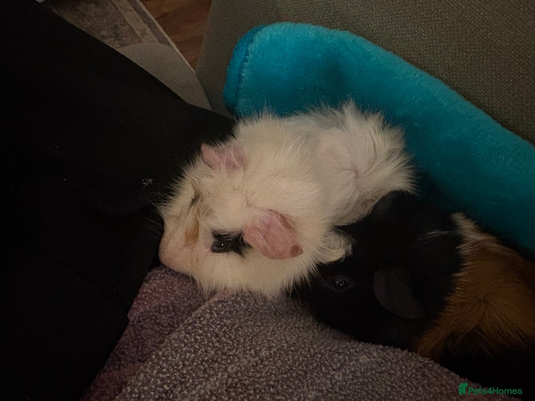 Guinea Pig rodents for sale: Two beautiful bonded male Guinea Pigs  - Image 2