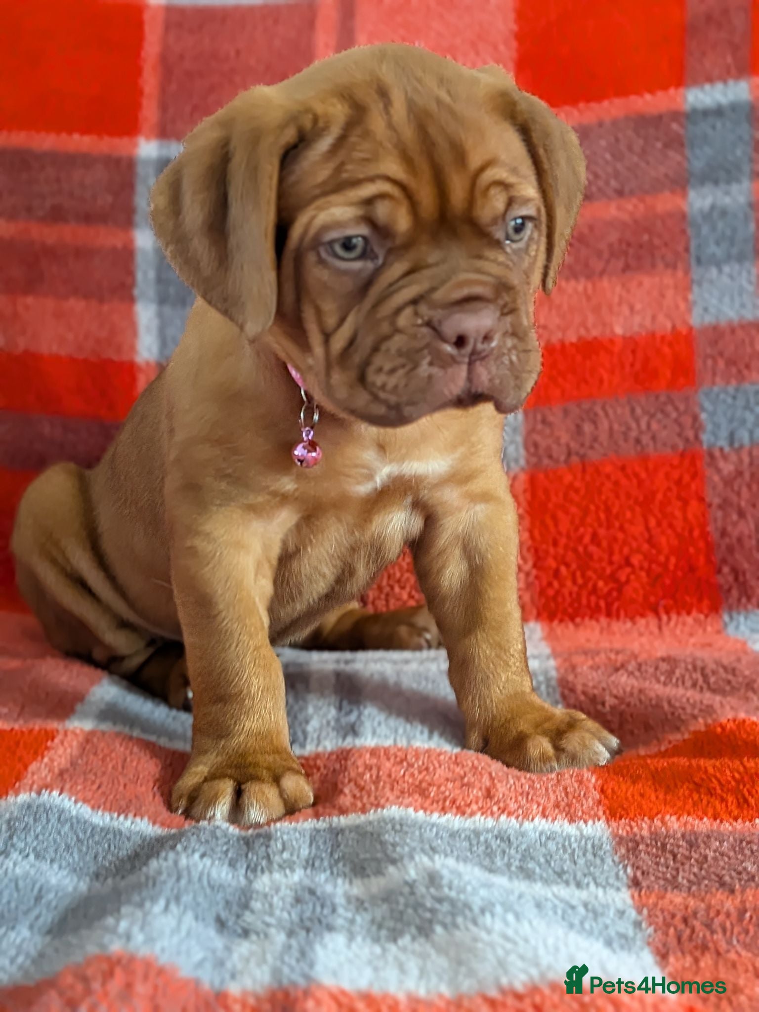 Dogue De Bordeaux dogs Ready to go Saturday last girl left  - Advert 2