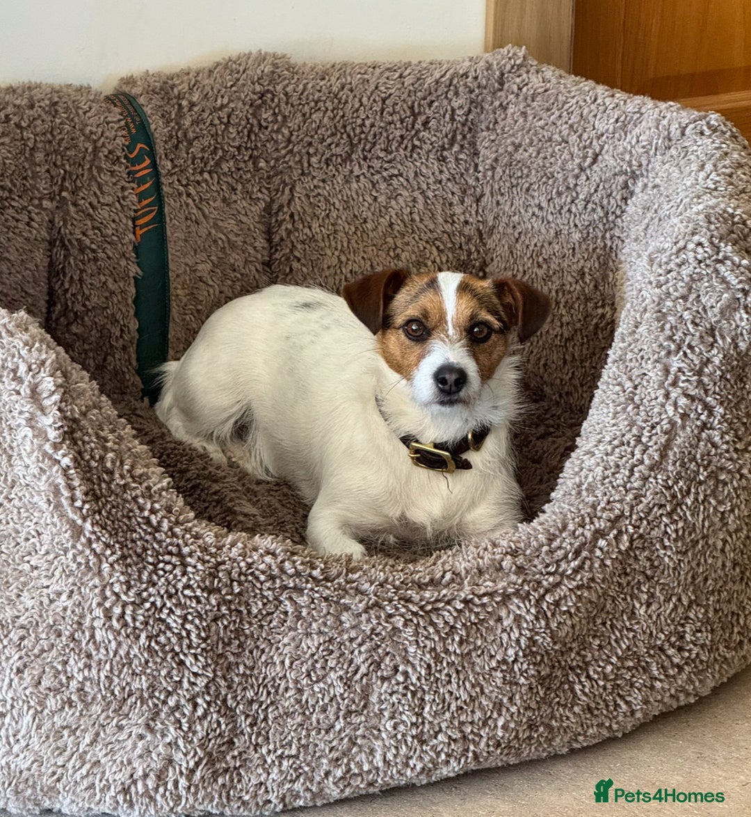 Jack Russell dogs for sale: Jack Russell Puppies - Image 8