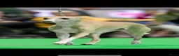 Whippet dogs for sale: Crufts winning parents - Advert 9
