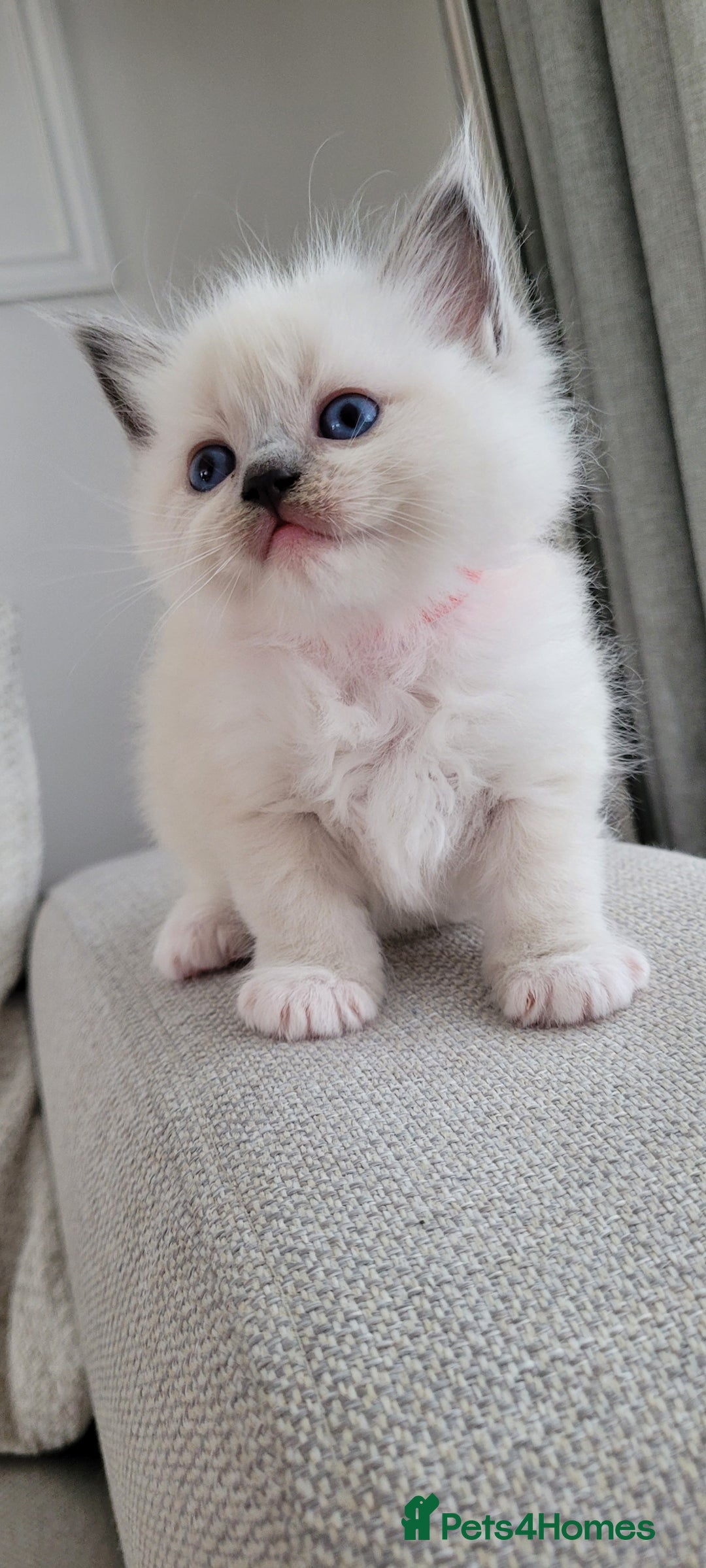 Ragdoll cats for sale: Adorable Ragdoll Kittens  - Image 26