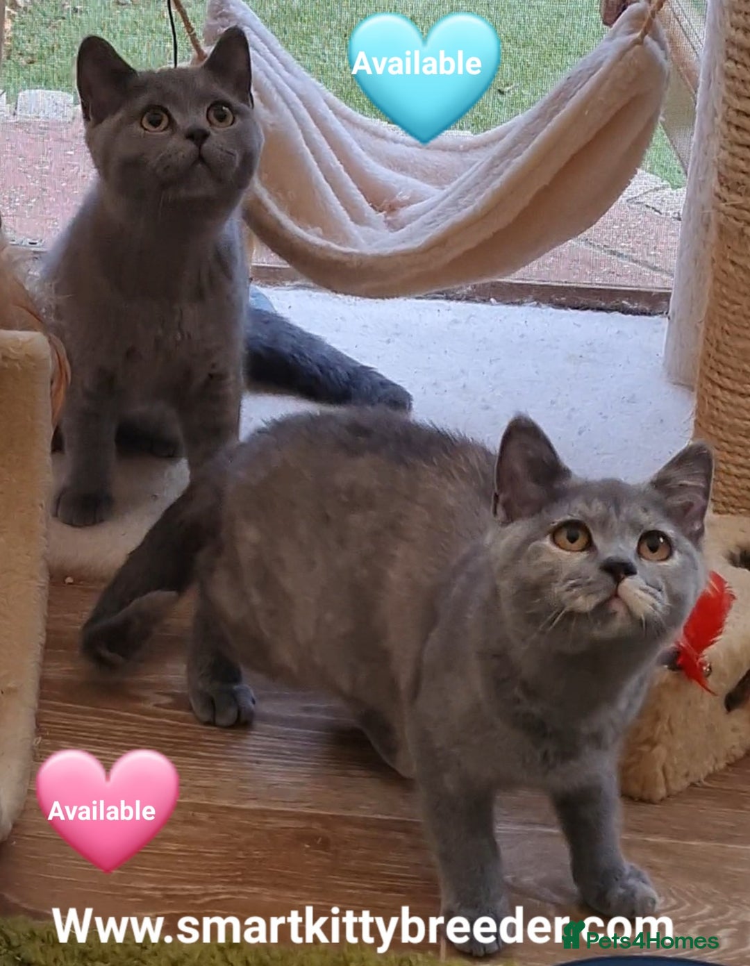 British Shorthair cats for sale: BSH Brother & sister READY NOW! GCCF reg.  in Lowestoft - Image 4