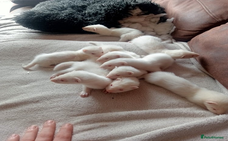 Ferret rodents - Advert 2