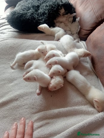 Ferret rodents - Advert 5