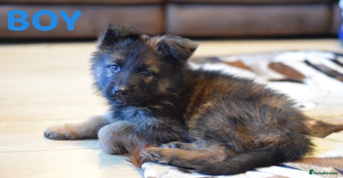 German Shepherd dogs ⭐German Shepherd Puppies⭐KC Registered⭐ - Advert 1