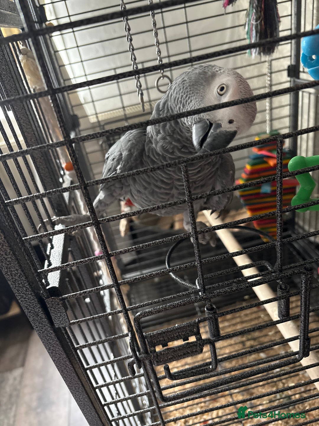 Parrots birds for sale: Charlie the African grey  - Image 1