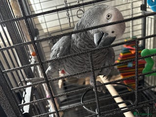 Parrots birds for sale - Advert 1