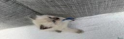 Ragdoll cats for sale: Blue lynx and blue bi colour beauties  - Advert 9